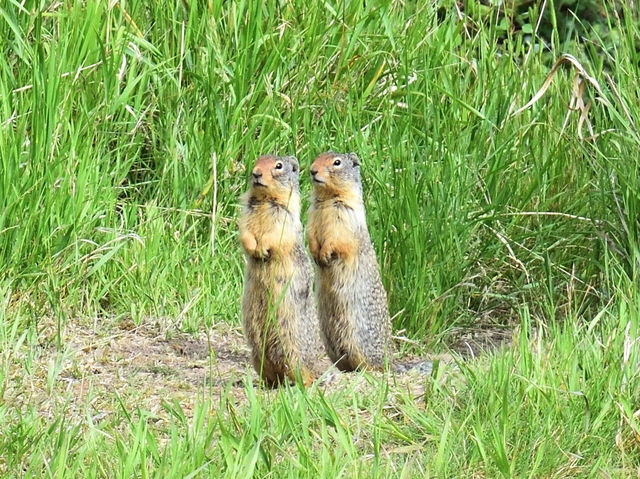 カナディアンロッキー 大自然満喫の旅