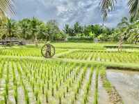 Old Phuket Farm 