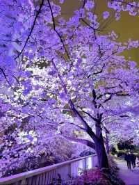 【東京】9割は知らない?!超穴場な夜桜スポット🤍