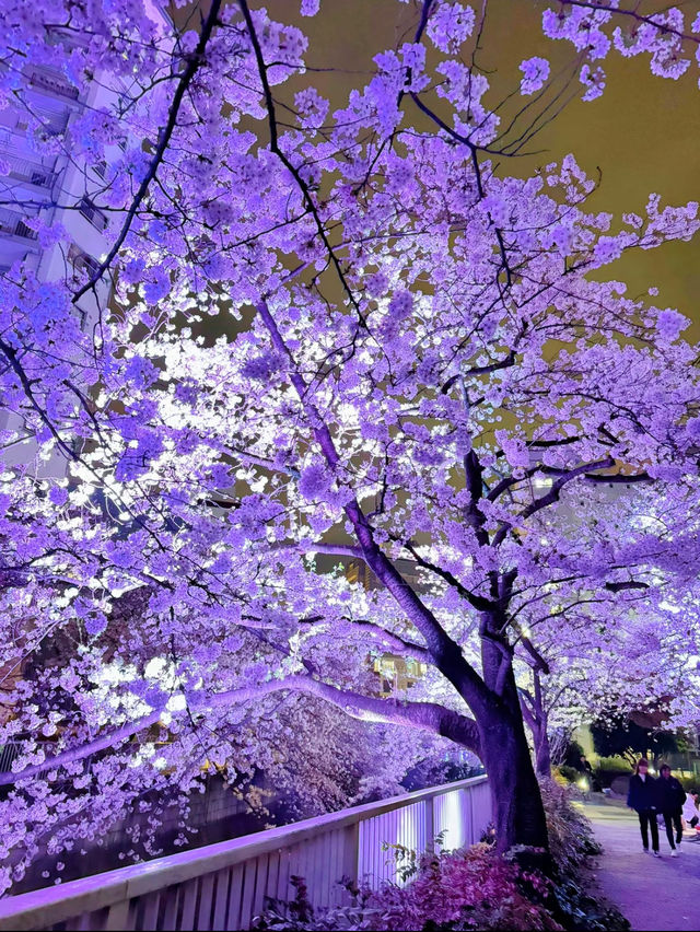 【東京】9割は知らない?!超穴場な夜桜スポット🤍