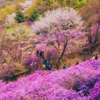 Beautiful Cherry Blossom of Wonmisan Mountain