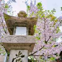 春の大阪旅行🌸都会の絶景の桜と『高津の宮』