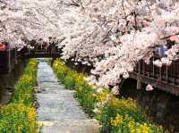 The Cherry Blossom Park in Jinhaegu