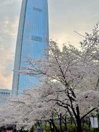 석촌호수 벚꽃축제 낮밤 너무 이뻐요🌸