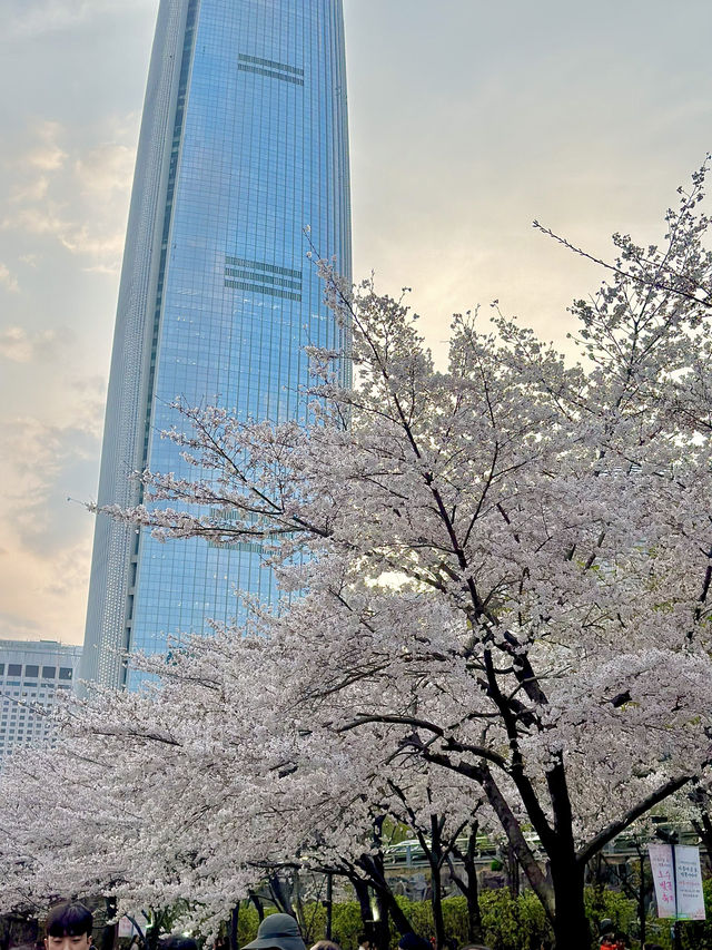 석촌호수 벚꽃축제 낮밤 너무 이뻐요🌸