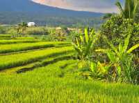 Jatiluwih Rice Terraces