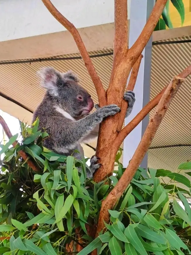 WILD LIFE Sydney Zoo