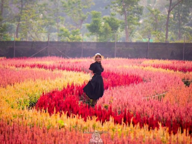 วิ่งเล่นท่ามกลางทุกดอกซิโรเซีย@กาญจนบุรี