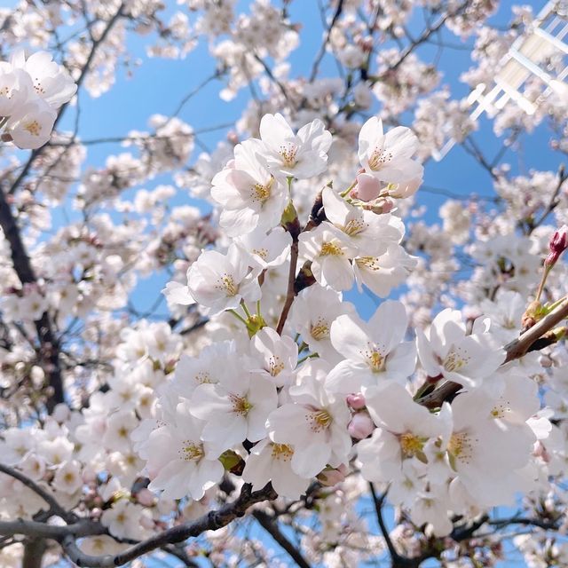 남들보다 빠르게 벚꽃볼 수 있는 청주 벚꽃명소🌸