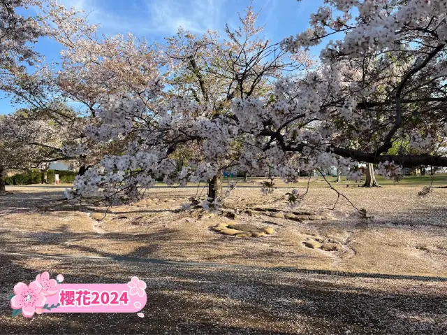 🇯🇵【日本大阪】🌸萬博紀念公園櫻花祭2024，春季必遊景點