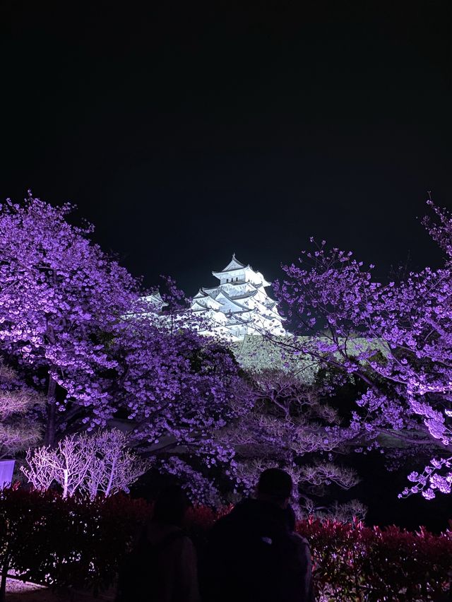姫路城見るなら西の丸庭園【夜桜編】