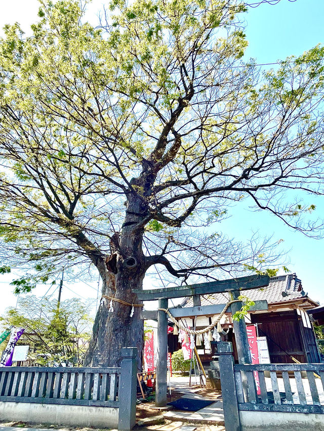 【三ツ木神社/神奈川県】オレンジに染まった石像が出迎える