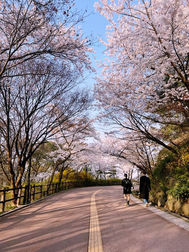 Namsan Park in South Korea 🇰🇷🌸