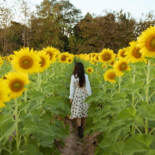 สวนแบงค์เบญจมาศ Flower Cafe