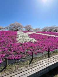 Akabane Sakuratsutsumi Park