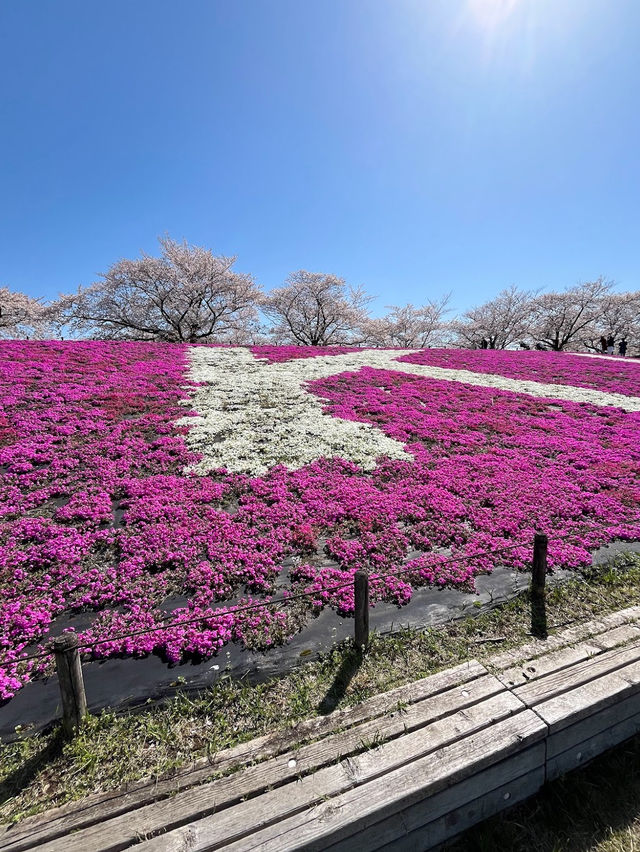 Akabane Sakuratsutsumi Park