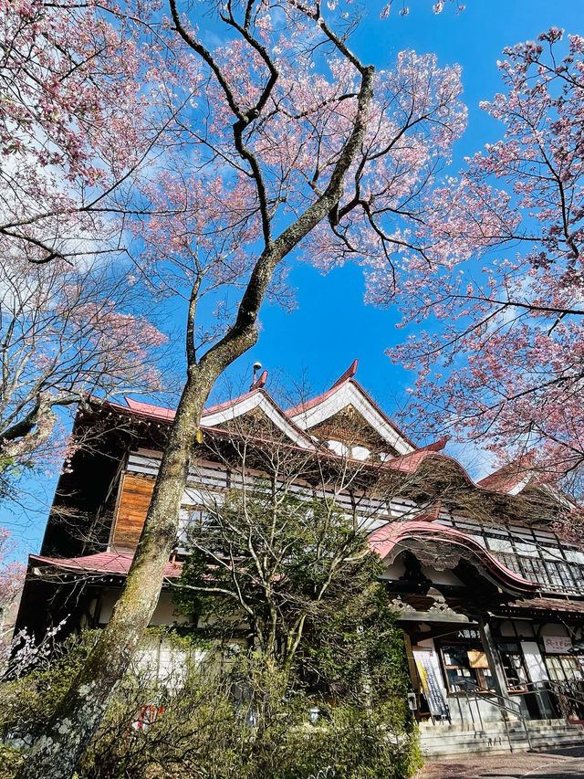 日本三代桜の名所🌸高遠のコヒガンザクラ🌸