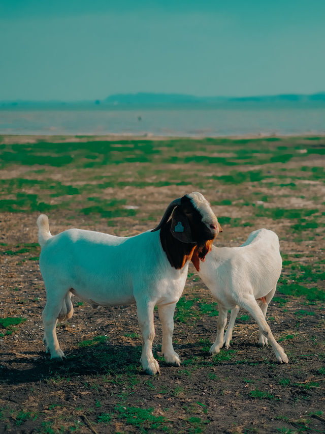แลนด์มาร์คฤดูร้อน ! ท้ายเขื่อนป่าสักชลสิทธ์ 🐐🌳