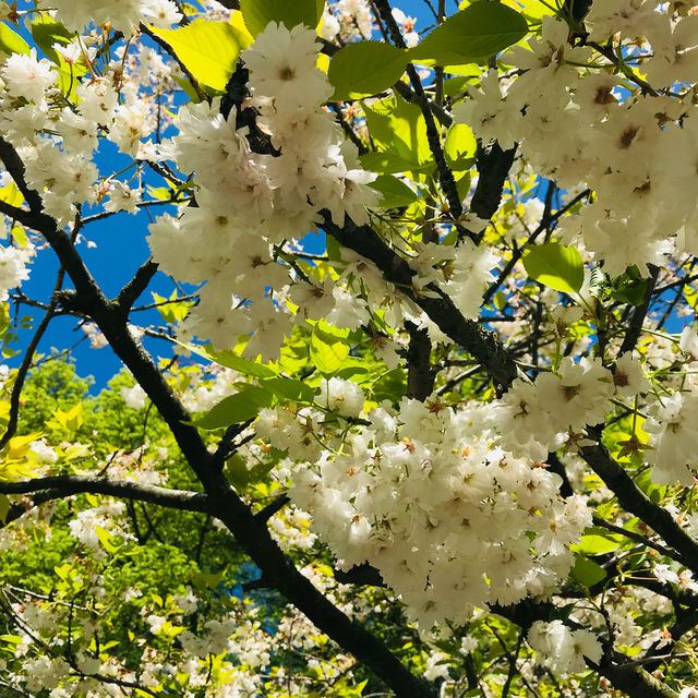 Blooming Paradise: Exploring Keukenhof's Spring Symphony