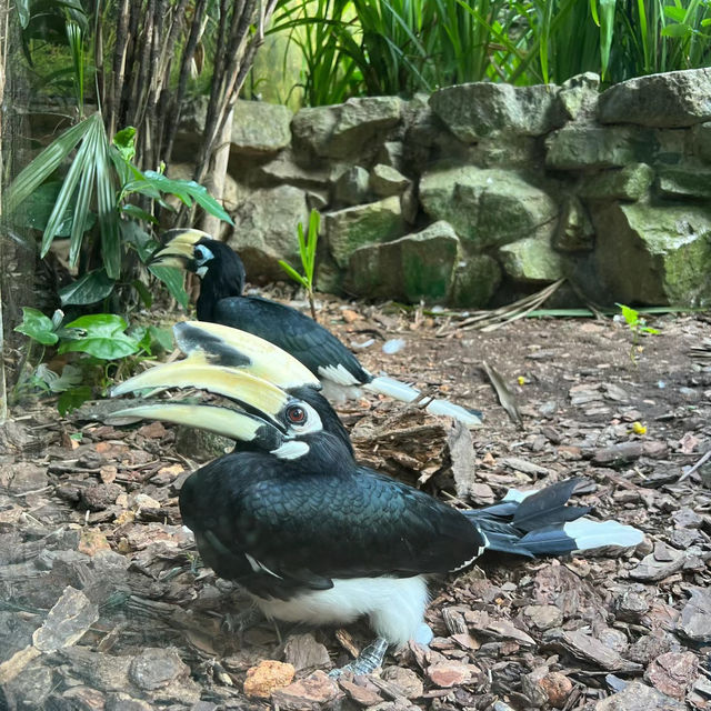 「天王寺動物園：珍稀動物近距離觀賞，難忘參觀體驗」