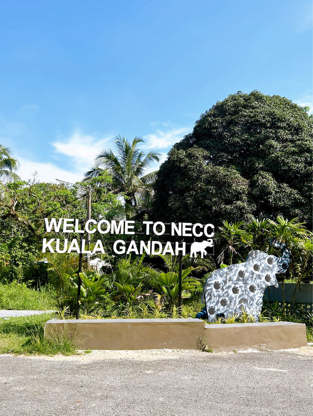 National Elephant Conservation Centre Kuala Gandah