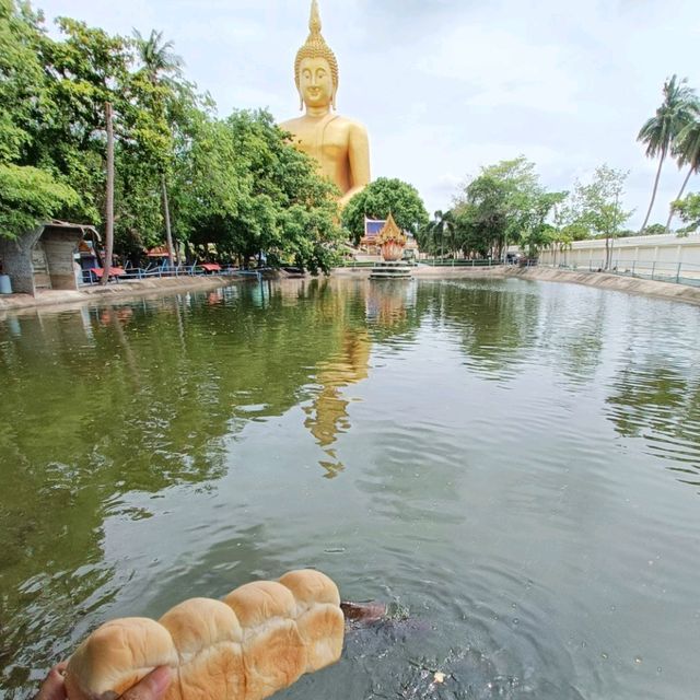 วัดม่วง |อ่างทอง