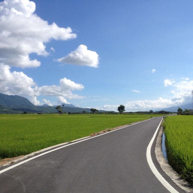 【台東池上】翠綠稻田，春天好去處2024