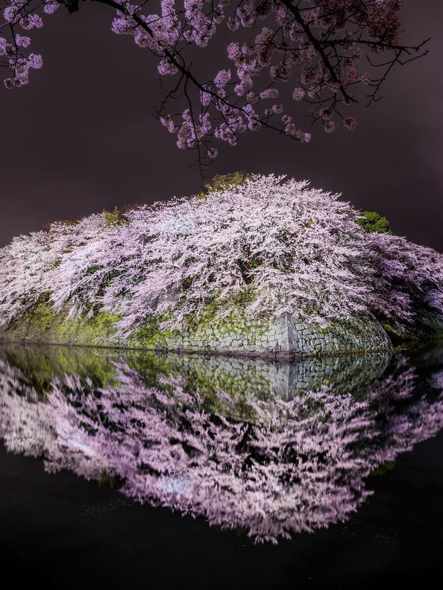  彥根城櫻海