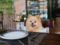 ร้านอาหารลับๆ ย่านรังสิต ที่เป็นPet friendly 