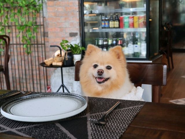ร้านอาหารลับๆ ย่านรังสิต ที่เป็นPet friendly 