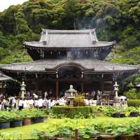 京都のあじさいスポット【三室戸寺】