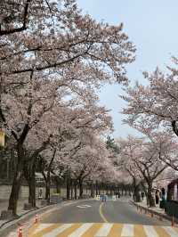 경주 3월 여행🌸 대릉원 벚꽃 돌담길