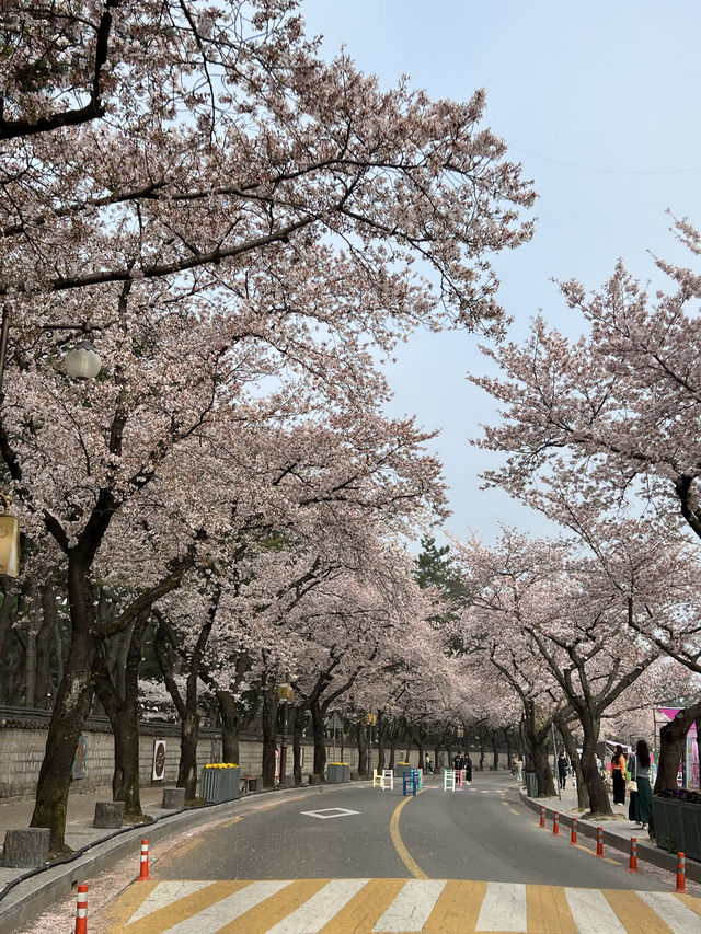 경주 3월 여행🌸 대릉원 벚꽃 돌담길