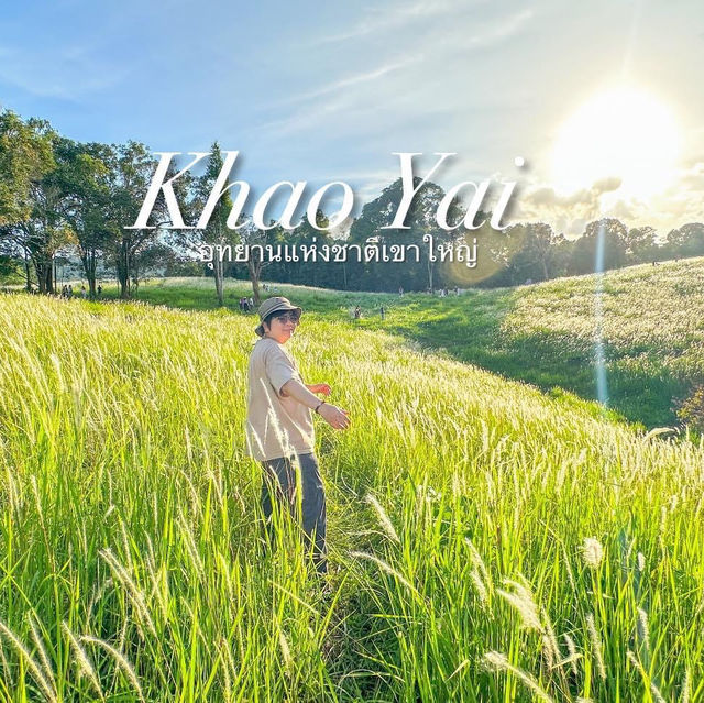 ทุ่งดอกหญ้าคา เขาใหญ่