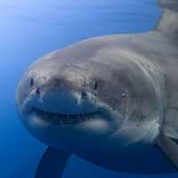 Wonders of Shark Bay World Heritage Area 🇦🇺🦈