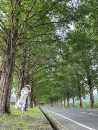 【滋賀】2.4キロ続くメタセコイア並木道