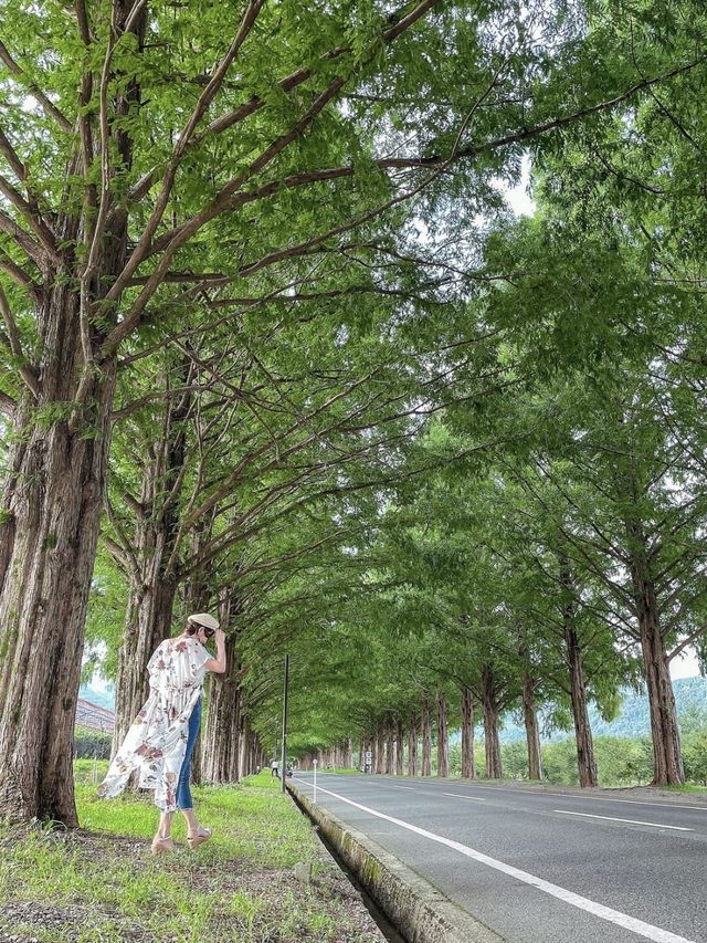 【滋賀】2.4キロ続くメタセコイア並木道