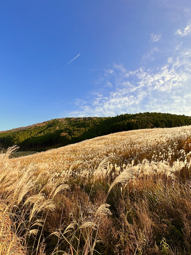 〜神奈川県〜黄金の絨毯　紅葉だけじゃない日本の秋の景色
