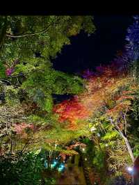 〜神奈川県〜関東の花寺、鎌倉長谷寺秋のライトアップ