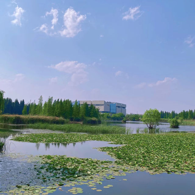 星湖濕地公園：絕佳自然勝地，令人陶醉的樂趣