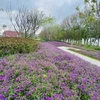【紫藤園】夢幻紫色花海，身心愉悅
