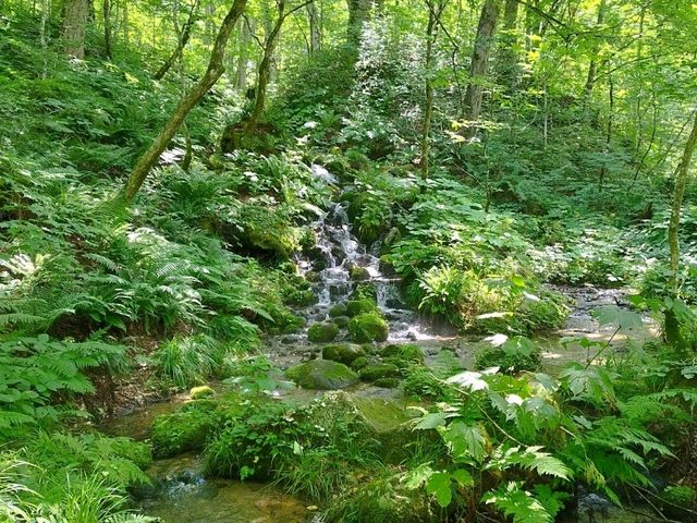 行ってみて！奥入瀬渓流遊歩道！