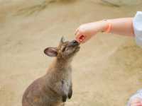 AlpacaHill 🦙 สวนสัตว์ใจกลางหุบเขา #สวนผึ้ง