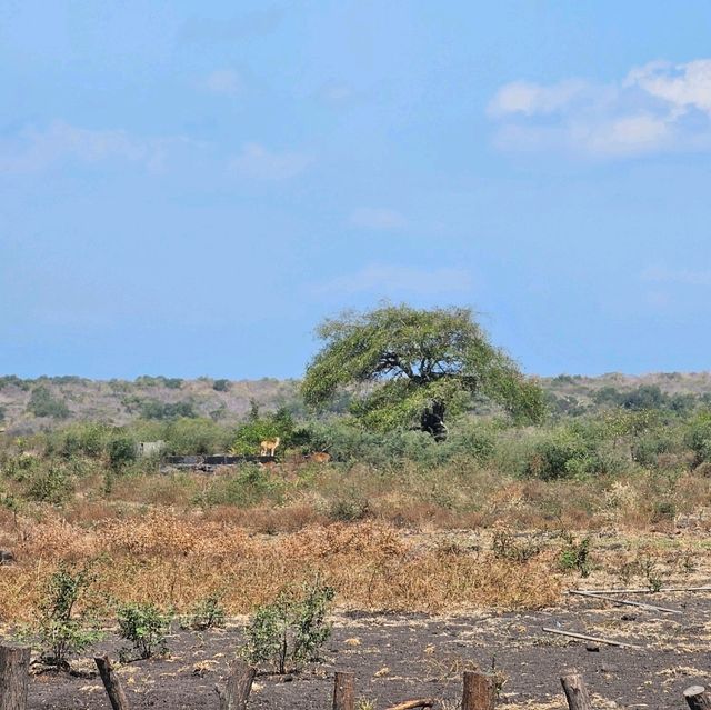 Baluran National ParkTaman Nasional Baluran