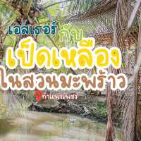 สวนมะพร้าว ป้าสม