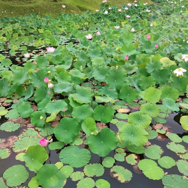 🇲🇾 Taman Tasik Cyberjaya: A Park with Stunning Lake Views
