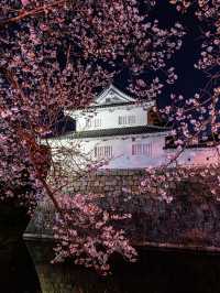 何もかも無料 ・水口城の夜桜🌸
