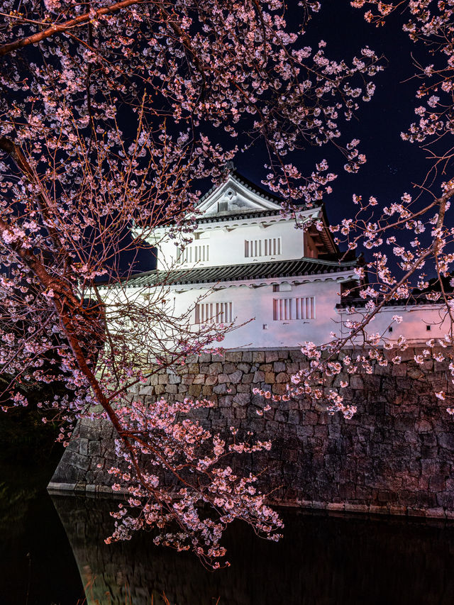 何もかも無料 ・水口城の夜桜🌸