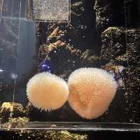 鶴岡駅からバスで40分！『加茂水族館』でクラゲを見る🪼