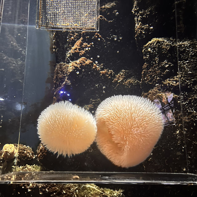 鶴岡駅からバスで40分！『加茂水族館』でクラゲを見る🪼